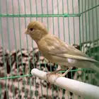 كناري