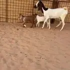 عنز مشروكه متوم معه جفرتين