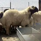 غرب المطار طريق الجبيل