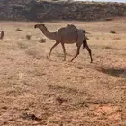 بكره باتليه للبيع