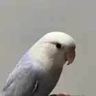 روز للبيع تربيه عمره سنه يطالب تزاوج