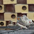 للبيع طيور زيبرا 100 جوز