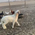 رخل طيبه مغلقه شحم