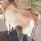 ثور هولندي فحل سن جذع