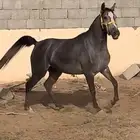 فرس شيخه للبيع