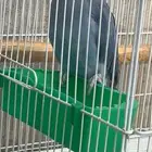 أنثى دره هولندي