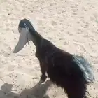 جفره عارضيه العمر 4 شهور ونص الى خمس