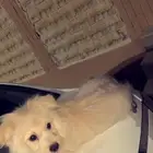 كلب لتبني