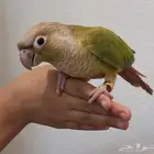 كنيور اليف