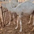 خلفة معها قعود