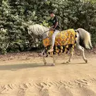 خيل شعبي