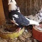 قطايف قطيفي الحد 150 للكل