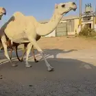 وضحى كفو