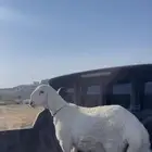 خروف فحل شرط موصفات كامل مشاء الله تبار  الله عمره 6 شهور