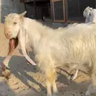 معزه جدعات طيبات