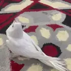 كروان البينو عيون حمر ( مباع)