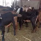 ماشاء الله