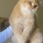 قط سكوتش ستريت معاه البيدكري ( للبيع)