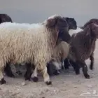 جذعات نعيم دبس فاخره العدد 10 لون وجبار وروس العمر 9 شهور