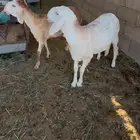 رخال سواكن صنف