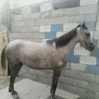 فرس شعبيه لقاح 5 شهور