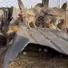 دجاج للبيع