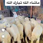 طليان ذبايح مشروطه نظافه