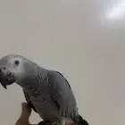 ببغاء كاسكو