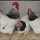 ديك سوسيكس للبيع