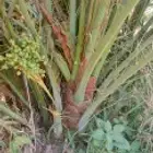 فسايل مجدول وإخلاص وجميع الانواع والكميات