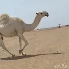 ثنيه باتليه لقحه طيبه