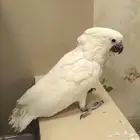 فرخ كاكاتوا امبريلا سوبر سوبر جامبوا