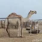 لقحه شقحى بدويه