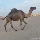 للبيع لقحه صفرا طيبه ولاقح على بعير طيب