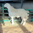 مشروع فحل حري فاخر صنف الصنف