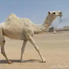 للبيع بكره وضحى طيبه