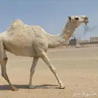 للبيع بكره وضحى كفو