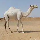 قعود فحل مزاااين