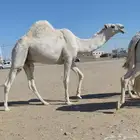 قعود فحل مزاااين