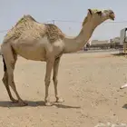 حقه شقحى رمانيه