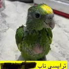 امازون ترايسي ناب