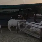 طلي حري