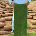 مزرعة ثيل سي 2000 بأسعار الجمله