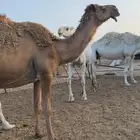 شعلا لقحه على عوني طيب