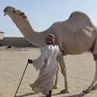 قعود فحل عملاق وساس طيب