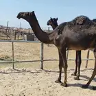 للبيع بكرتين مجاهيم كفو ورخاص