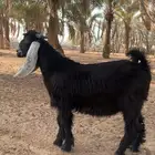 للبيع 3 تيوس شرق محافظة عفيف