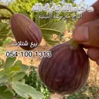 تين فاخر