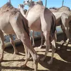 حاشي صومالي مربي للأعراس والمناسبات