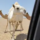 يا شاري الطويله